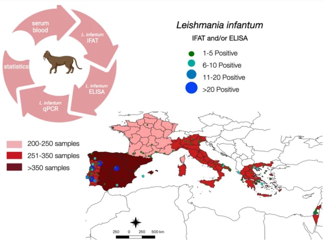 La leishmaniosi felina nei paesi Mediterranei: la situazione al 2024