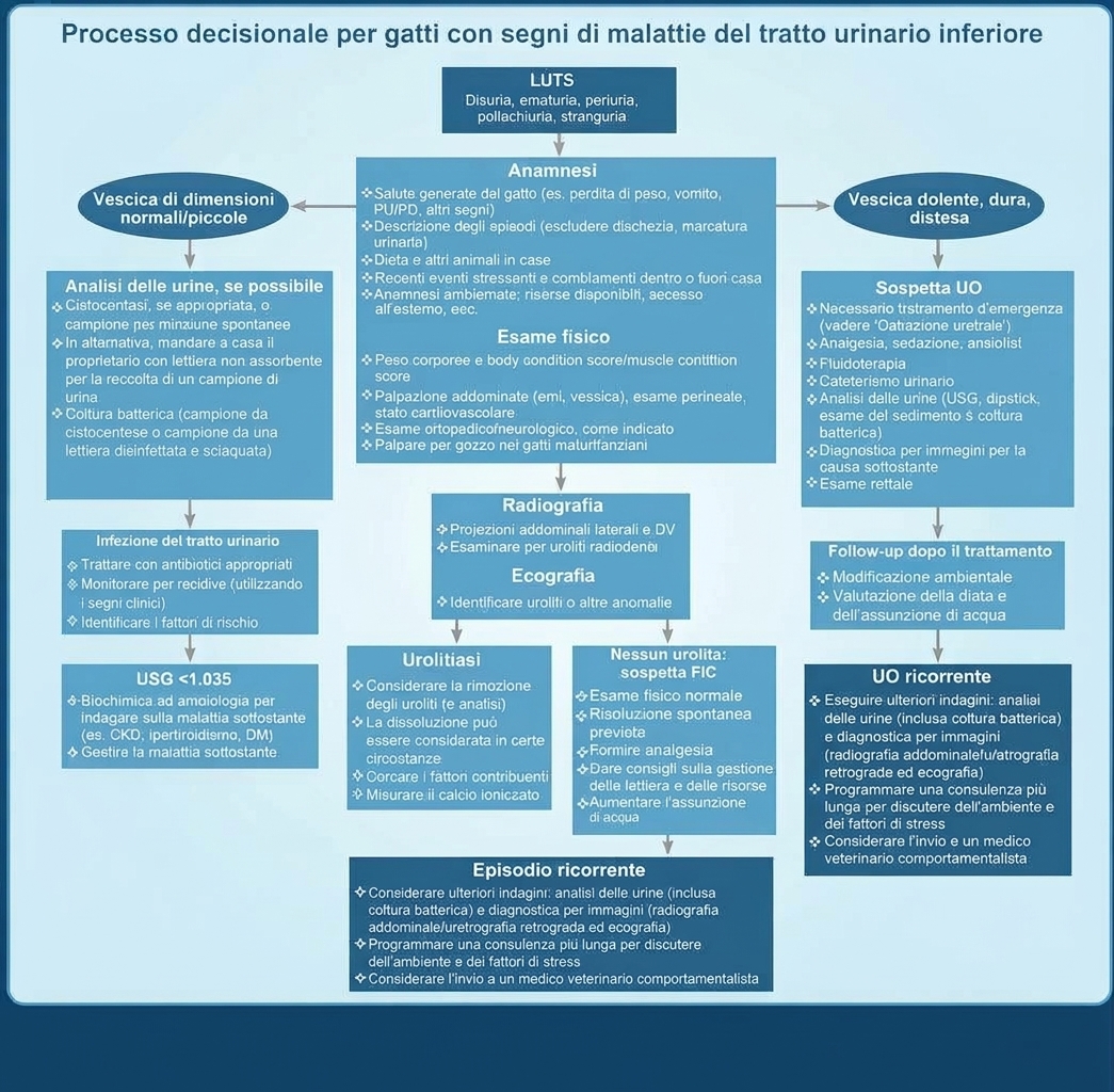 Linee Guida iCatCare 2025: Gestione Pratica delle Patologie delle Basse Vie Urinarie nel Gatto