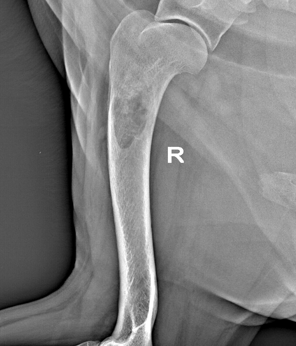 Metastasi ossee del cane: un nemico spesso sottovalutato