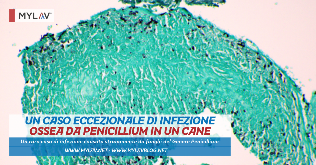 Un caso eccezionale di infezione ossea da Penicillium in un cane