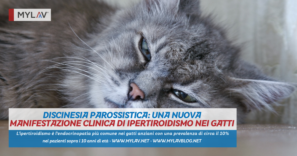 Discinesia Parossistica: una nuova manifestazione clinica di ipertiroidismo nei gatti