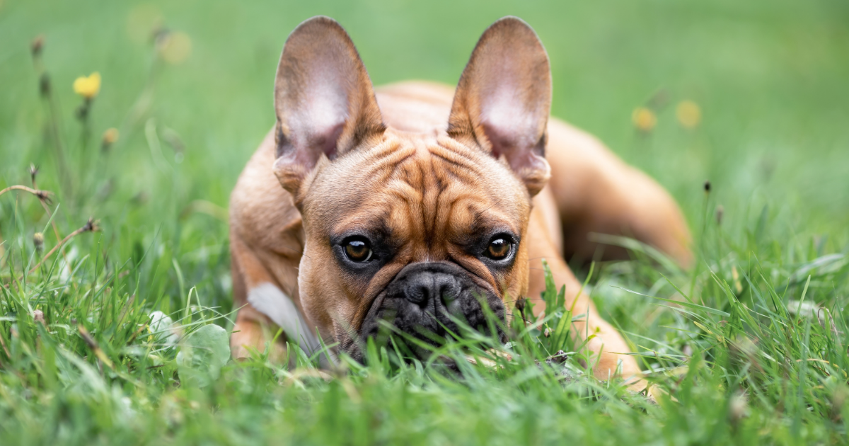 Piodermite canina: linee guida ISCAID