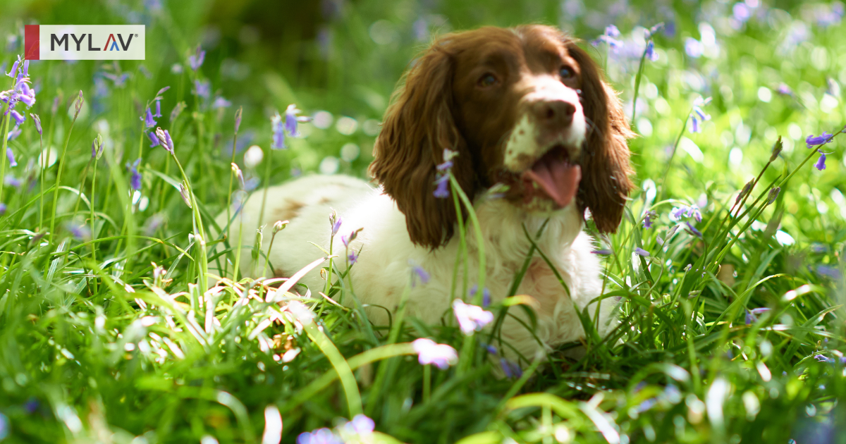 Linfoadenite sterile responsiva ai glucocorticoidi nel cane: quando sospettarla e come diagnosticarla