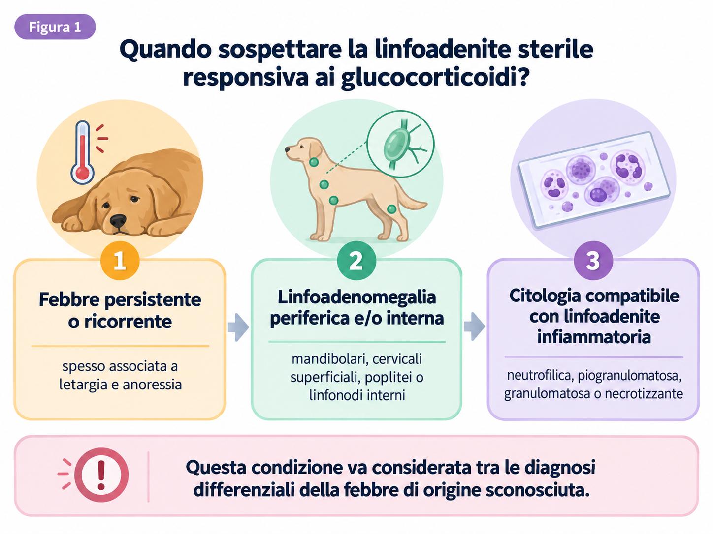 Linfoadenite sterile responsiva ai glucocorticoidi nel cane: quando sospettarla e come diagnosticarla