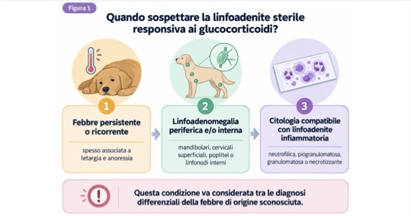 Linfoadenite sterile responsiva ai glucocorticoidi nel cane: quando sospettarla e come diagnosticarla